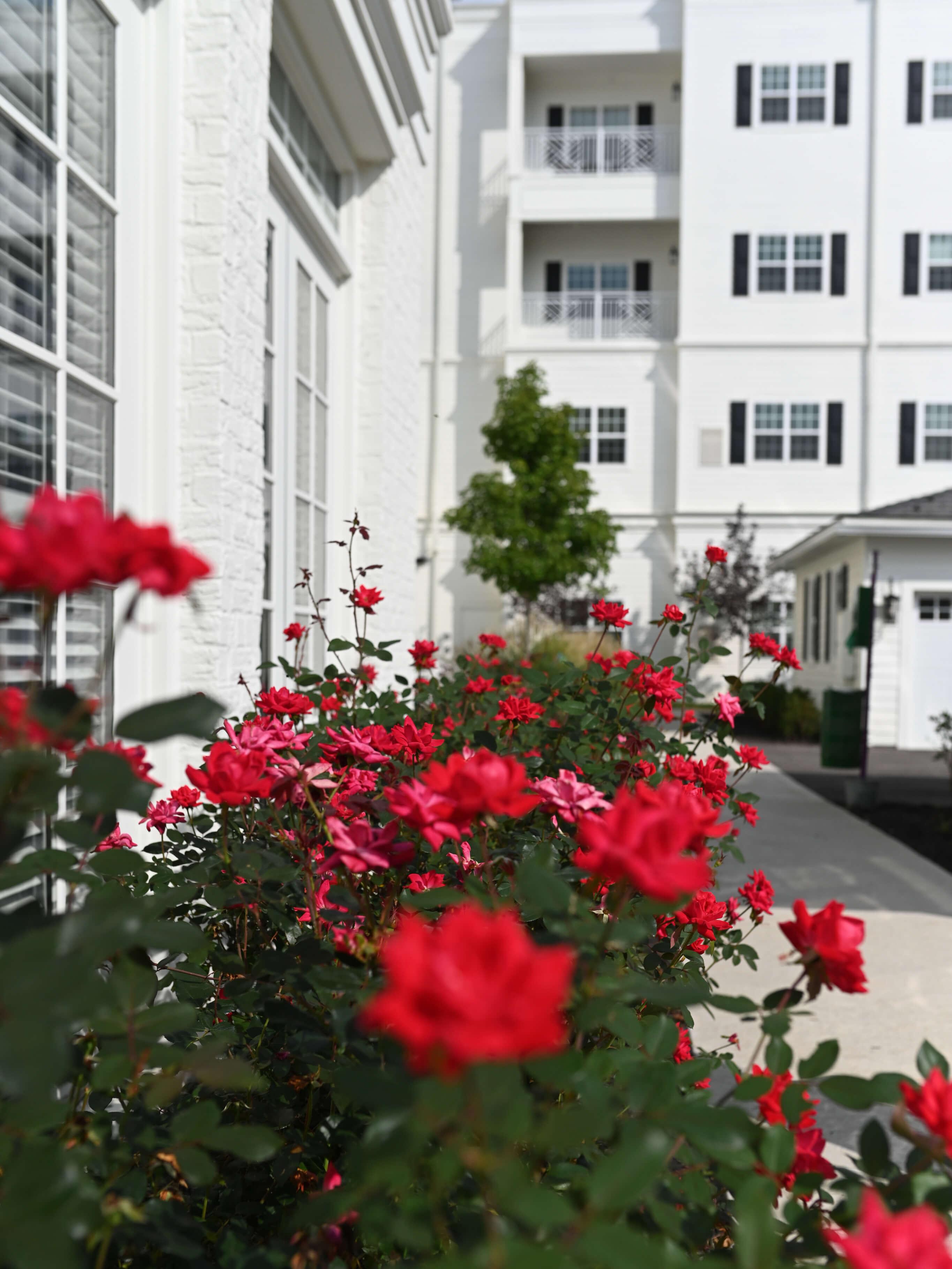 exterior view of the Bristol with rose flowers in the foreground