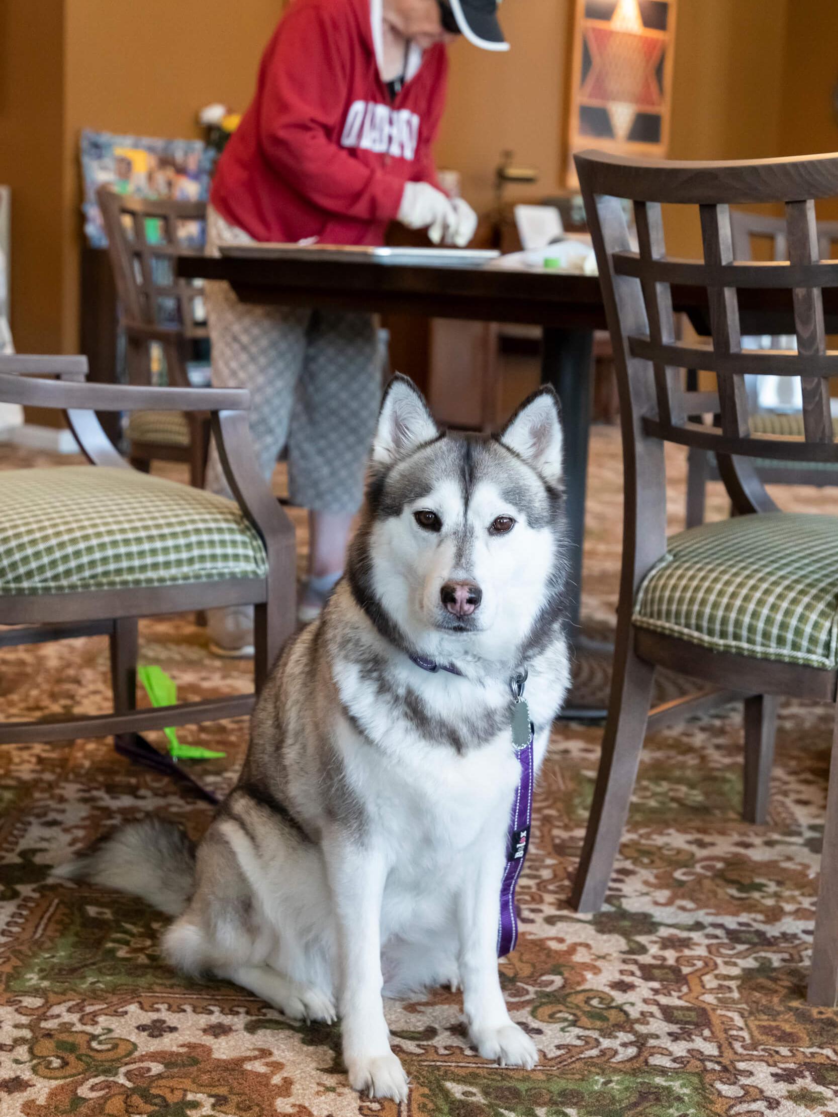 woman cutting dog treats with dog in foreground